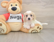 5 week old Cavachon Puppy For Sale - Simply Southern Pups