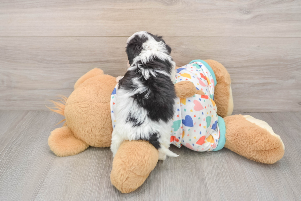 Cavachon Puppy for Adoption