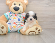 5 week old Cavachon Puppy For Sale - Simply Southern Pups