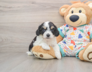 7 week old Cavachon Puppy For Sale - Simply Southern Pups