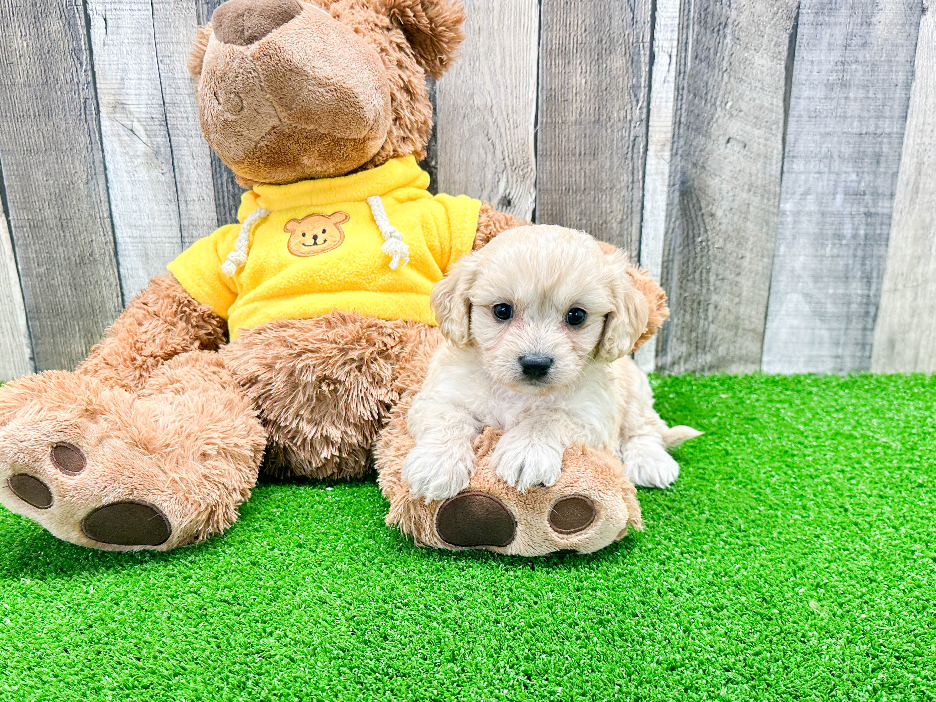 Teacup 2024 cavachon puppies