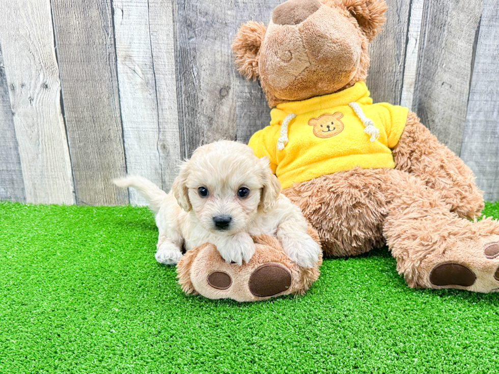 Cavachon Puppy for Adoption