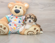 6 week old Cavachon Puppy For Sale - Simply Southern Pups