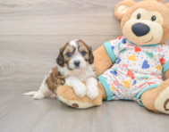 6 week old Cavachon Puppy For Sale - Simply Southern Pups
