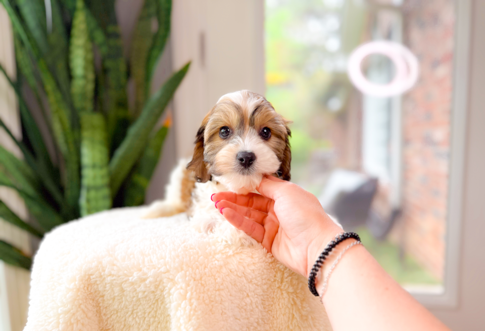 Cute Cavachon Designer Pup