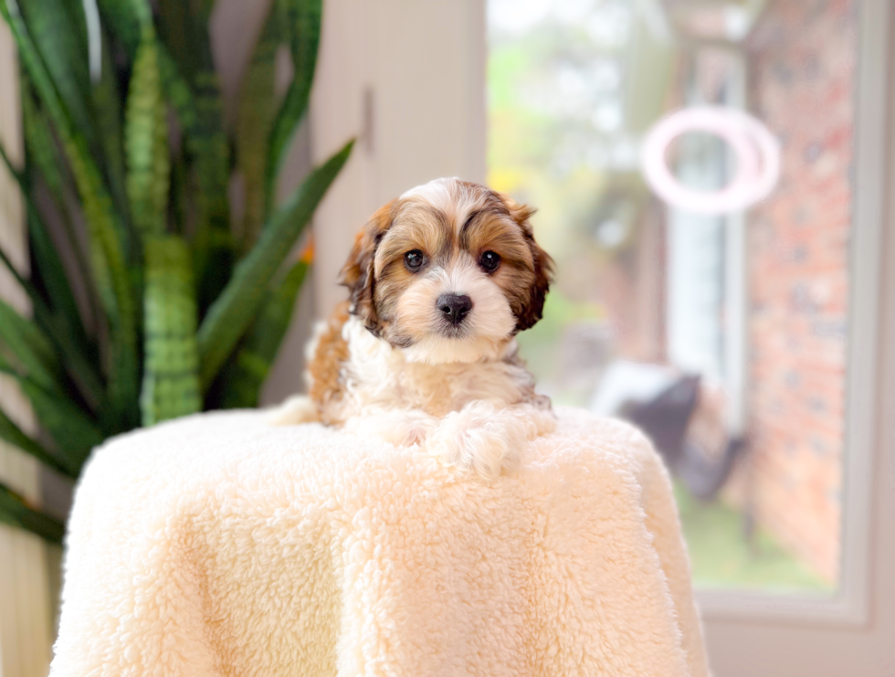 Cavachon Puppy for Adoption