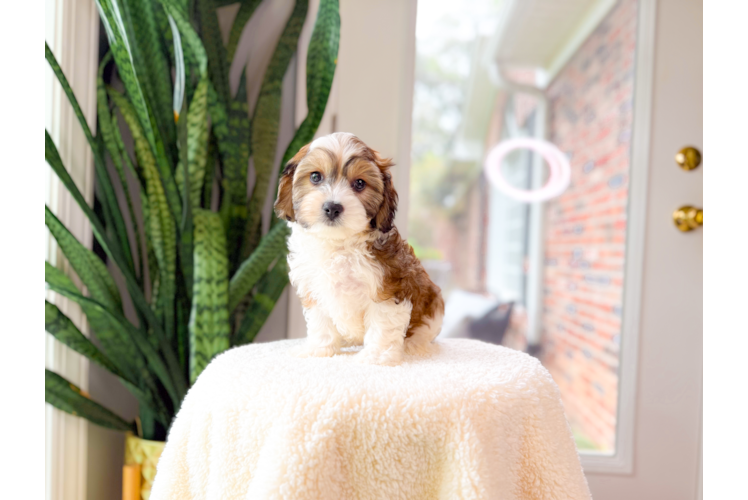 Cute Cavachon Designer Pup
