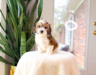 9 week old Cavachon Puppy For Sale - Simply Southern Pups