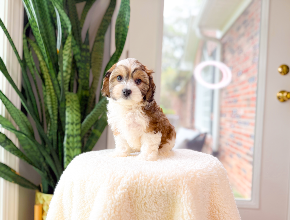 Cute Cavachon Designer Pup