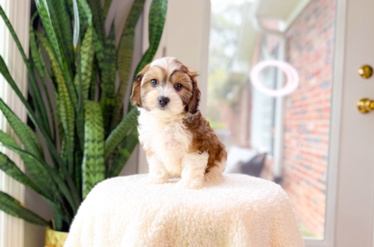 Cute Cavachon Designer Pup