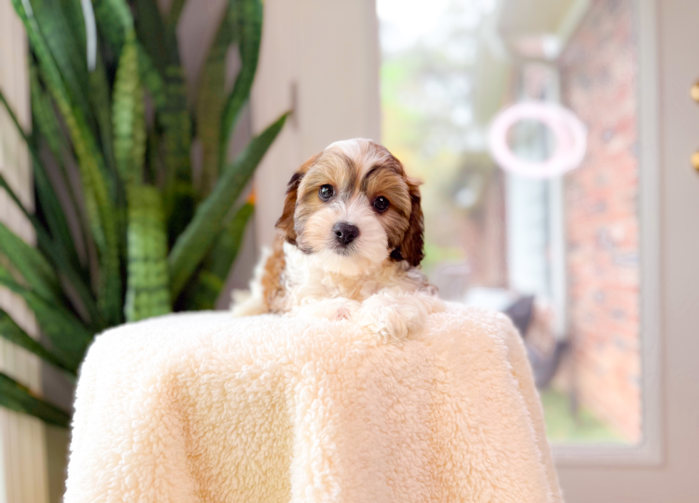 Cute Cavalier Bichon Designer Puppy
