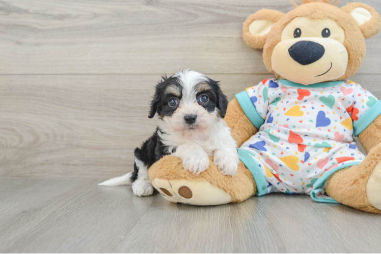 Cavachon Puppy for Adoption