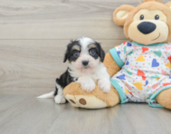 5 week old Cavachon Puppy For Sale - Simply Southern Pups