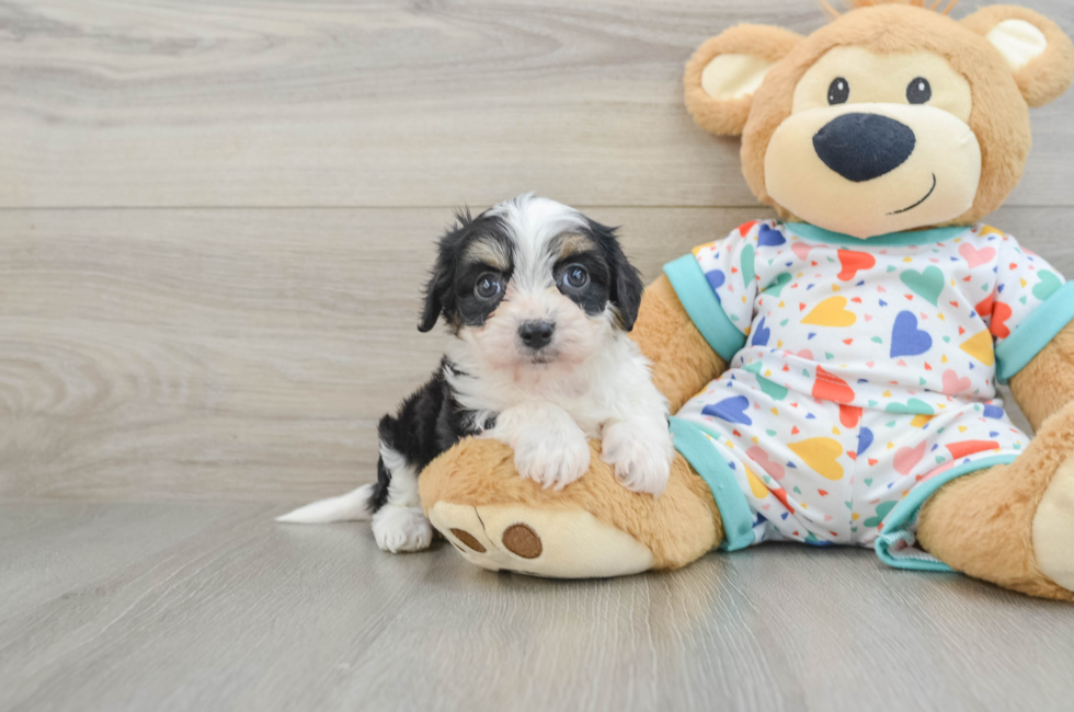 5 week old Cavachon Puppy For Sale - Simply Southern Pups