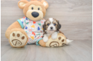 Small Cavachon Baby