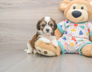 6 week old Cavachon Puppy For Sale - Simply Southern Pups