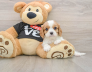 6 week old Cavalier King Charles Spaniel Puppy For Sale - Simply Southern Pups