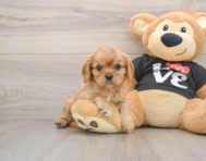 6 week old Cavalier King Charles Spaniel Puppy For Sale - Simply Southern Pups