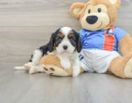 6 week old Cavalier King Charles Spaniel Puppy For Sale - Simply Southern Pups