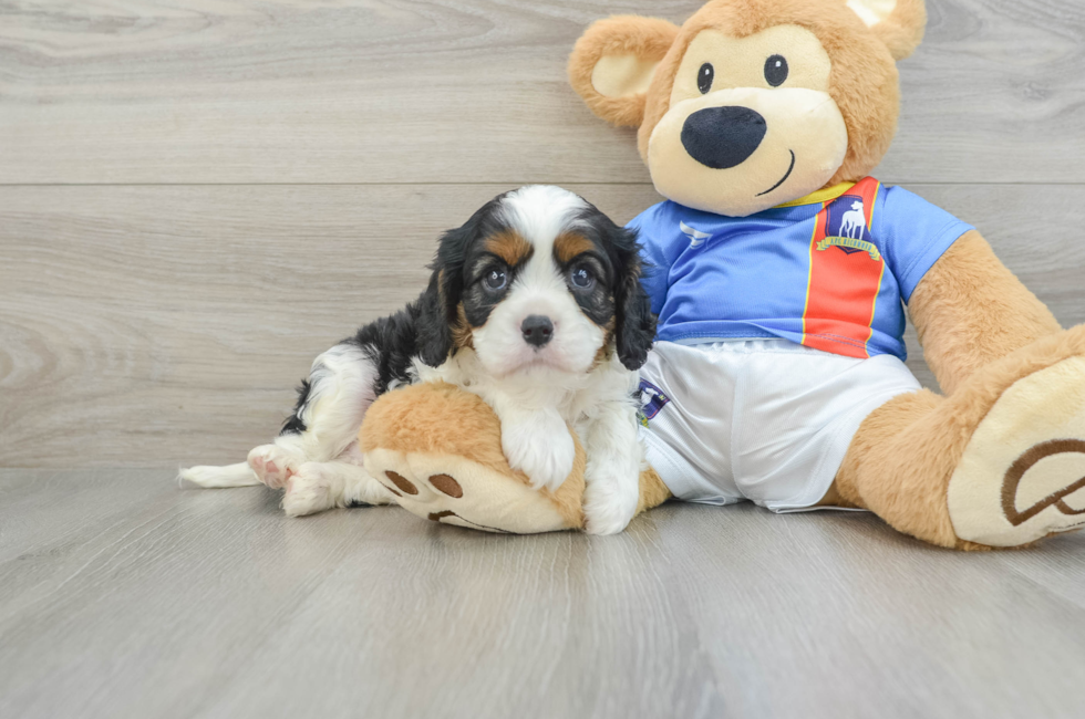 6 week old Cavalier King Charles Spaniel Puppy For Sale - Simply Southern Pups