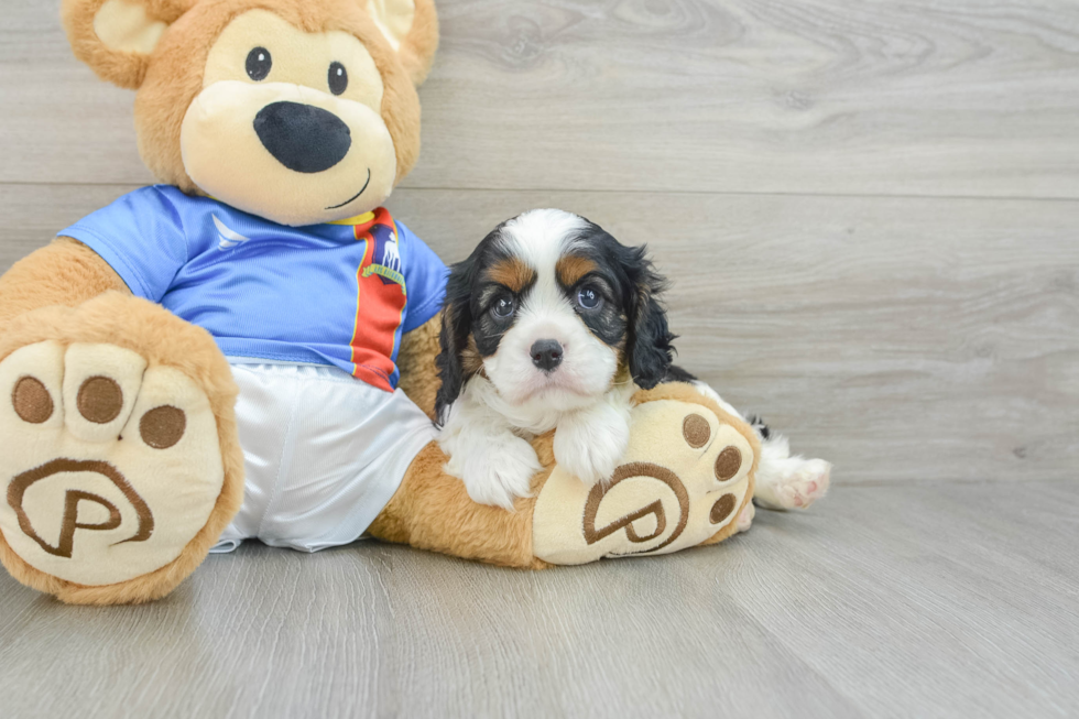 Little Cavalier King Charles Spaniel Baby