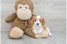 Cavalier King Charles Spaniel Puppy for Adoption
