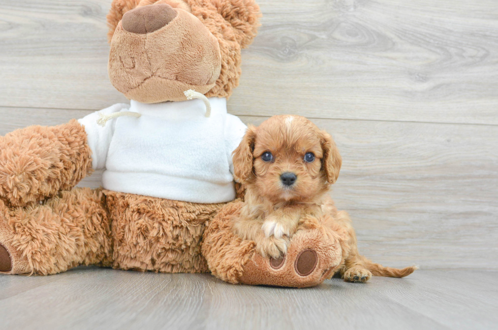 7 week old Cavalier King Charles Spaniel Puppy For Sale - Simply Southern Pups