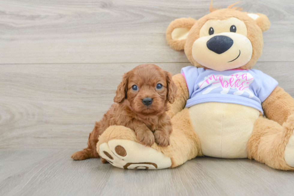 Popular Cavalier King Charles Spaniel Purebred Pup