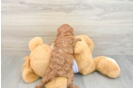 Cavalier King Charles Spaniel Puppy for Adoption