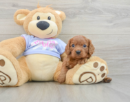 6 week old Cavalier King Charles Spaniel Puppy For Sale - Simply Southern Pups