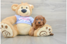 Cavalier King Charles Spaniel Puppy for Adoption