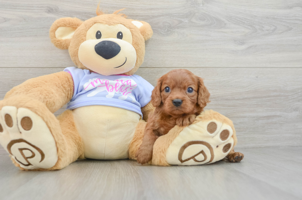 5 week old Cavalier King Charles Spaniel Puppy For Sale - Simply Southern Pups