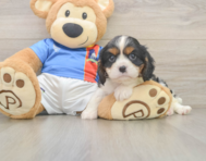 6 week old Cavalier King Charles Spaniel Puppy For Sale - Simply Southern Pups