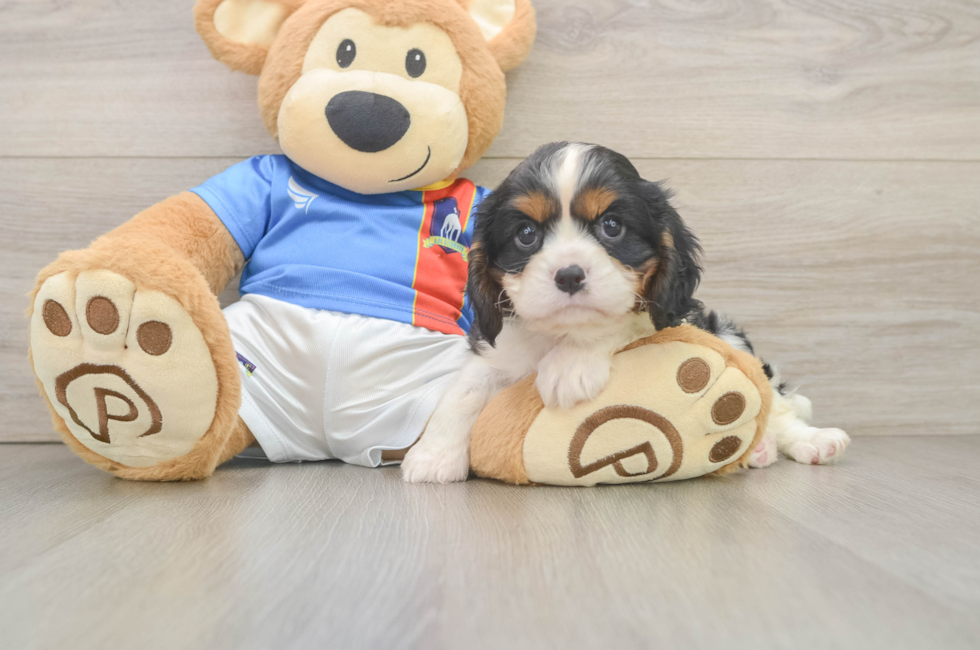 6 week old Cavalier King Charles Spaniel Puppy For Sale - Simply Southern Pups