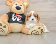 5 week old Cavalier King Charles Spaniel Puppy For Sale - Simply Southern Pups