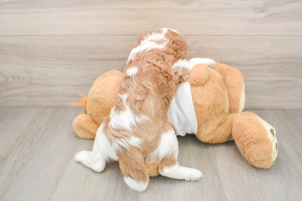 Cavalier King Charles Spaniel Pup Being Cute