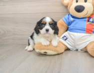 5 week old Cavalier King Charles Spaniel Puppy For Sale - Simply Southern Pups