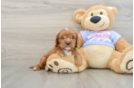 Little Cavalier King Charles Spaniel Purebred Pup