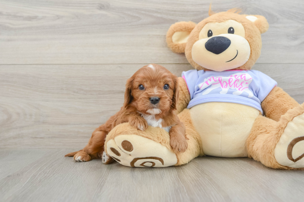 Little Cavalier King Charles Spaniel Purebred Pup