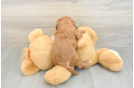 Adorable Cavalier Purebred Puppy