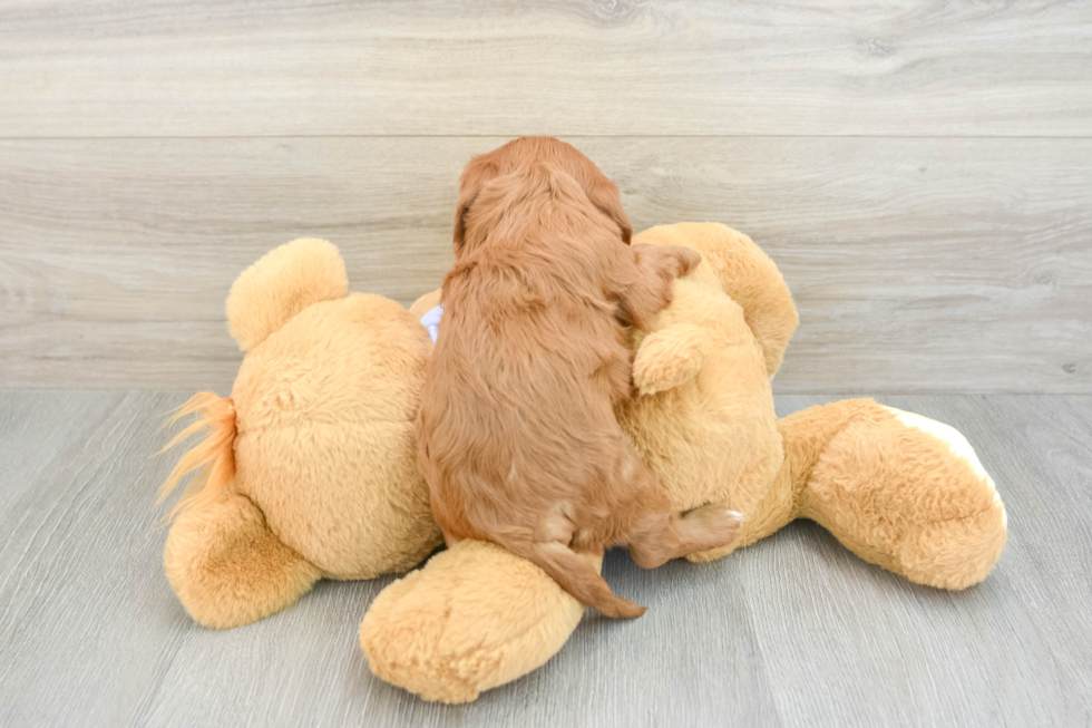 Adorable Cavalier Purebred Puppy
