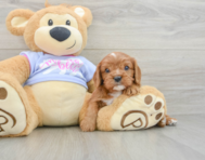 6 week old Cavalier King Charles Spaniel Puppy For Sale - Simply Southern Pups