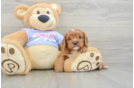 Cavalier King Charles Spaniel Pup Being Cute