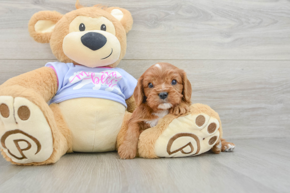 Cavalier King Charles Spaniel Pup Being Cute
