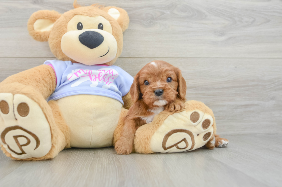 5 week old Cavalier King Charles Spaniel Puppy For Sale - Simply Southern Pups