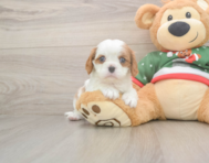 5 week old Cavalier King Charles Spaniel Puppy For Sale - Simply Southern Pups