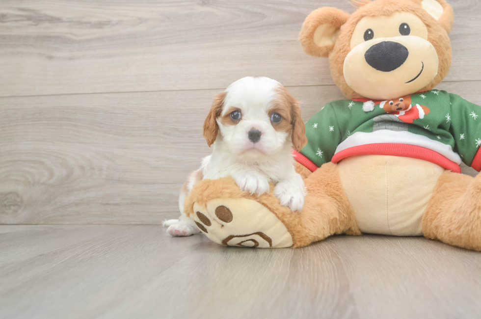 5 week old Cavalier King Charles Spaniel Puppy For Sale - Simply Southern Pups