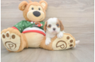 Cavalier King Charles Spaniel Pup Being Cute