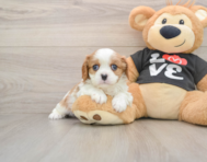 5 week old Cavalier King Charles Spaniel Puppy For Sale - Simply Southern Pups