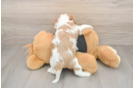 Best Cavalier King Charles Spaniel Baby
